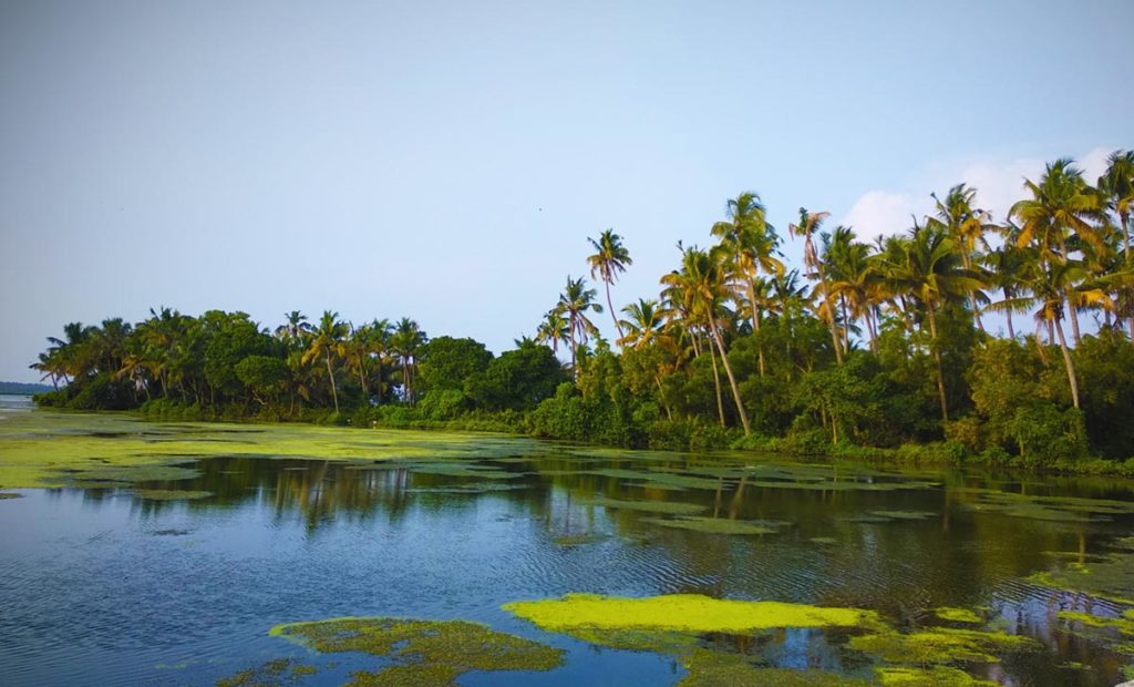 voyage-au-kerala-kumarakom-paysage-nature-palmiers-sauvage-cocotiers-vegetation-tropicale-ruisseau-lagon